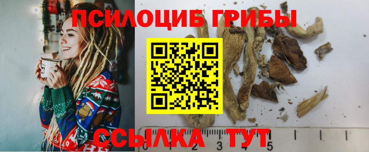 Галлюциногенные грибы Psilocybe Жигулёвск